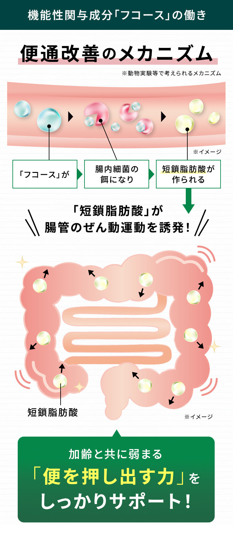 便通改善のメカニズム